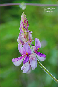 Afgekia mahidoliae