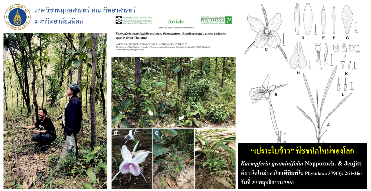 ดอกดินใบข้าว Kaempferia graminifolia Noppornch. & Jenjitt. พืชชนิดใหม่ของโลก