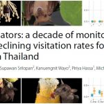 Bat pollinators: a decade of monitoring reveals declining visitation rates for some species in Thailand