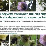 Near extinct Argyreia versicolor and rare Argyreia mekongensis are dependent on carpenter bee pollinators