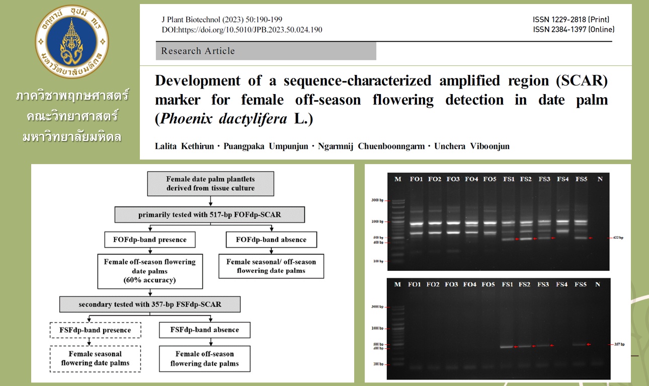 Development of a sequence-characterized amplified region (SCAR) marker ...