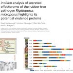 <i>In silico</i> analysis of secreted effectorome of the rubber tree pathogen <i>Rigidoporus microporus</i> highlights its potential virulence proteins